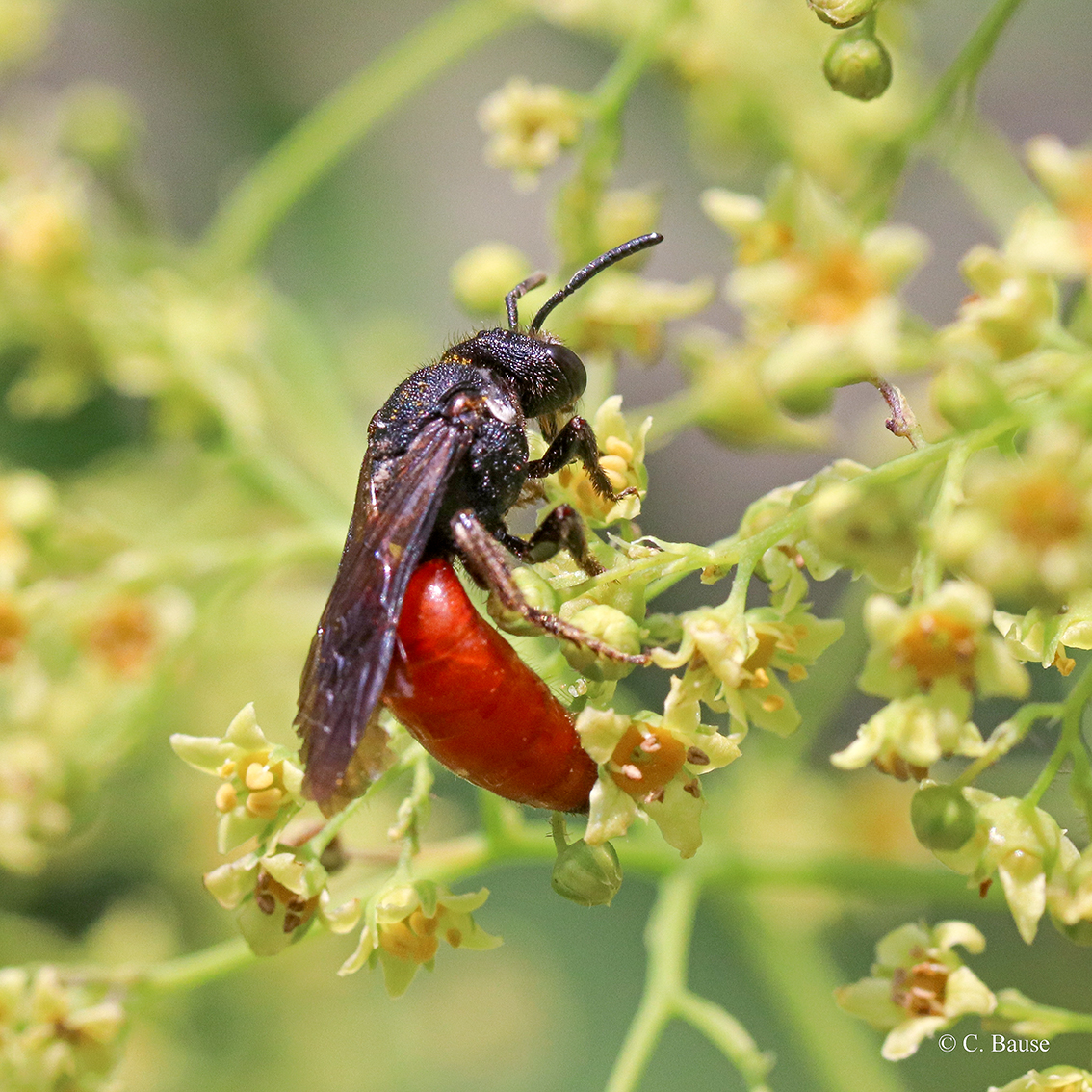 Wildbienen im Botanischen Garten