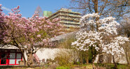 Magnolias flowering in the Botanic Garden - photo: Wolfgang Stuppy; ©RUB