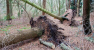 Fallen tree after storm on January 18, 2018