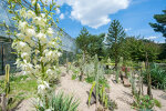 Succulent bed outside the Desert House - photo: Wolfgang Stuppy; ©RUB