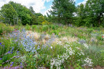 Herbaceous border opposite the display glasshouses - photo: Wolfgang Stuppy; ©RUB