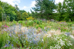 Herbaceous border opposite the display glasshouses - photo: Wolfgang Stuppy; ©RUB