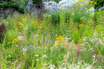 Herbaceous border opposite the display glasshouses - photo: Wolfgang Stuppy; ©RUB