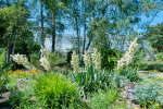 Flowering Yuccas opposite the Desert House - photo: Wolfgang Stuppy; ©RUB