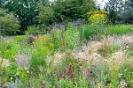 Herbaceous border opposite the display glasshouses - photo: Wolfgang Stuppy; ©RUB