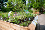 The medicinal plant garden - photo: Wolfgang Stuppy; ©RUB