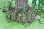 Cypress knees of bald cypress  (<i>Taxodium distichum</i> (L.) Rich., Cuppressaceae) - photo: Wolfgang Stuppy; ©RUB