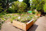 The medicinal plant garden - photo: Wolfgang Stuppy; ©RUB