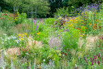 Herbaceous border opposite the display glasshouses - photo: Wolfgang Stuppy; ©RUB