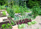 The vegetable garden - photo: Wolfgang Stuppy; ©RUB