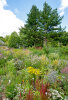 Herbaceous border opposite the display glasshouses - photo: Wolfgang Stuppy; ©RUB