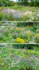 Herbaceous border opposite the display glasshouses - photo: Wolfgang Stuppy; ©RUB