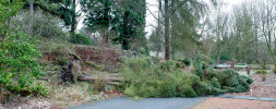 Fallen tree after storm on January 18, 2018