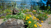 Succulent bed with California Poppy (<i>Eschscholzia californica</i>) in the foreground - photo: Wolfgang Stuppy; ©RUB