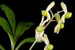 <i>Catasetum matogrossense</i> Bicalho (Orchidaceae); distribution: Brazil (Mato Grosso) - photo: Wolfgang Stuppy; ©RUB