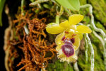 <i>Gastrochilus retrocallus </i> (Hayata) Hayata (Orchidaceae); distribution: Ryukyu Islands to Taiwan - photo: Wolfgang Stuppy; ©RUB