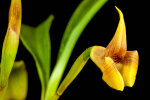 <i>Maxillaria macrantha</i> (Barb.Rodr.) Molinari (Orchidaceae); distribution: South America (Guyana to Brazil) - photo: Wolfgang Stuppy; ©RUB