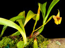 <i>Maxillaria macrantha</i> (Barb.Rodr.) Molinari (Orchidaceae); distribution: South America (Guyana to Brazil) - photo: Wolfgang Stuppy; ©RUB