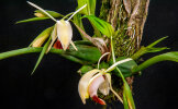 <i>Coelogyne xyrekes</i> Ridl. (Orchidaceae); distribution: Thailand to Sumatra - photo: Wolfgang Stuppy; ©RUB