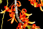 <i>Dendrobium unicum</i> Seidenf. (Orchidaceae); distribution: Indochina (Laos, Thailand, Vietnam) - photo: Wolfgang Stuppy; ©RUB