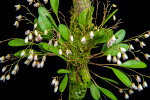 <i>Pabstiella elegantula</i> (Cogn.) Luer (Orchidaceae); distribution: Brazil (Rio de Janeiro, São Paulo) - photo: Wolfgang Stuppy; ©RUB