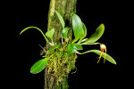 <i>Masdevallia arangoi</i> Luer & R.Escobar (Orchidaceae); distribution: Columbia - photo: Wolfgang Stuppy; ©RUB