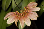 <i>Bulbophyllum mastersianum</i> x <i>lepidum</i> (Orchidaceae); hybrid - photo: Wolfgang Stuppy; ©RUB