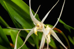 <i>Dendrobium nitidissimum</i> Rchb.f. (Orchidaceae); distribution: Papua New Guinea to Bismarck Archipelago - photo: Wolfgang Stuppy; ©RUB