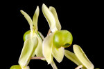 <i>Catasetum matogrossense</i> Bicalho (Orchidaceae); distribution: Brazil (Mato Grosso) - photo: Wolfgang Stuppy; ©RUB