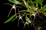 <i>Dendrobium franssenianum</i> J.J.Sm. (Orchidaceae); distribution: W-New Guinea - photo: Wolfgang Stuppy; ©RUB