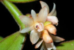 <i>Trichotosia velutina</i> (Lodd. ex Lindl.) Kraenzl. (Orchidaceae); distribution: Arunachal Pradesh to West-Malesia - photo: Wolfgang Stuppy; ©RUB