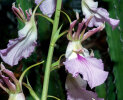 <i>Eulophia guineensis</i> Lindl. (Orchidaceae); distribution: Cape Verde, trop. Africa to Botswana, Arabian Peninsular - photo: Wolfgang Stuppy; ©RUB