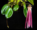 <i>Bulbophyllum plumatum</i> Ames (Orchidaceae); distribution: Malay Peninsular  (Johor), Sumatra, Philippines (Mindanao) - photo: Wolfgang Stuppy; ©RUB