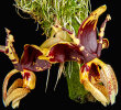 <i>Stanhopea tigrina </i>var.<i> nigroviolacea</i> C.Morren (Orchidaceae); distribution: Mexico (Veracruz, Hidalgo) - photo: Wolfgang Stuppy; ©RUB