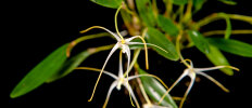 <i>Dendrobium franssenianum</i> J.J.Sm. (Orchidaceae); distribution: W-New Guinea - photo: Wolfgang Stuppy; ©RUB