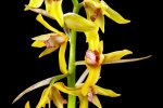 <i>Xylobium subintegrum</i> C.Schweinf. (Orchidaceae); distribution: S-Ecuador to Bolivia - photo: Wolfgang Stuppy; ©RUB