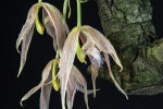 <i>Paphinia neudeckeri</i> Jenny (Orchidaceae); distribution: Colombia to Ecuador - photo: Wolfgang Stuppy; ©RUB