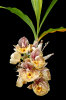 <i>Catasetum pileatum</i> Rchb.f. (Orchidaceae); distribution: Trinidad to Ecuador - photo: Wolfgang Stuppy; ©RUB