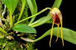 <i>Masdevallia arangoi</i> Luer & R.Escobar (Orchidaceae); distribution: Columbia - photo: Wolfgang Stuppy; ©RUB