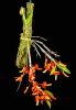 <i>Dendrobium unicum</i> Seidenf. (Orchidaceae); distribution: Indochina (Laos, Thailand, Vietnam) - photo: Wolfgang Stuppy; ©RUB