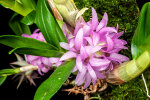 <i>Dendrobium bracteosum</i> var. <i>tanii</i> (unpublished name, Orchidaceae); distribution: Maluku (Mollukken) - photo: Wolfgang Stuppy; ©RUB