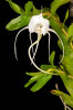 <i>Angraecum germinyanum</i> Hook.f. (Orchidaceae); distribution: Comores (La Réunion) - photo: Wolfgang Stuppy; ©RUB