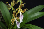 <i>Oncidium gayi</i> J.M.H.Shaw (Orchidaceae); distribution: Ecuador to N-Peru - photo: Wolfgang Stuppy; ©RUB