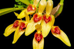 <i>Bulbophyllum graveolens</i> (F.M.Bailey) J.J.Sm. (Orchidaceae); rare species from New Guinea Neuguinea, honouring its name (graveolens = strongly scented, smelly): the fly-pollinated flowers smell of urin and sweat - photo: Wolfgang Stuppy, ©RUB