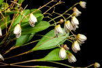 <i>Pabstiella elegantula</i> (Cogn.) Luer (Orchidaceae); distribution: Brazil (Rio de Janeiro, São Paulo) - photo: Wolfgang Stuppy; ©RUB