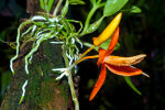 <i>Dendrobium unicum</i> Seidenf. (Orchidaceae); distribution: Indochina (Laos, Thailand, Vietnam) - photo: Wolfgang Stuppy; ©RUB