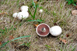 <i>Agaricus campestris</i> L. (Agaricaceae) - field mushroom ; distribution: Europe, N-Africa (incl. Canary Islands), North America, Asia, Australia - photo: Wolfgang Stuppy; ©RUB