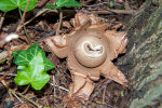 <i>Geastrum rufescens</i> Pers. (Geastraceae) - rosy earthstar; distribution: Europe, N-America, Japan - photo: Wolfgang Stuppy; ©RUB