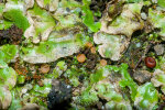 <i>Octosporopsis nicolai</i> (Maire) U. Lindem., M. Vega & T. Richt. (Pyronemataceae) – a discomycete that lives in symbiosis with various liverworts; distribution: ? - photo: Wolfgang Stuppy; ©RUB