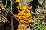 <i>Gymnosporangium fuscum</i> DC. (syn. <i>Gymnosporangium sabinae</i> (Dicks.) G. Winter, Pucciniaceae) on common juniper (<i>Juniperus communis</i> L.) – pear rust; distribution: Europe, Asia, N-Africa (introduced in N-America, Columbia & California) - photo: Wolfgang Stuppy; ©RUB